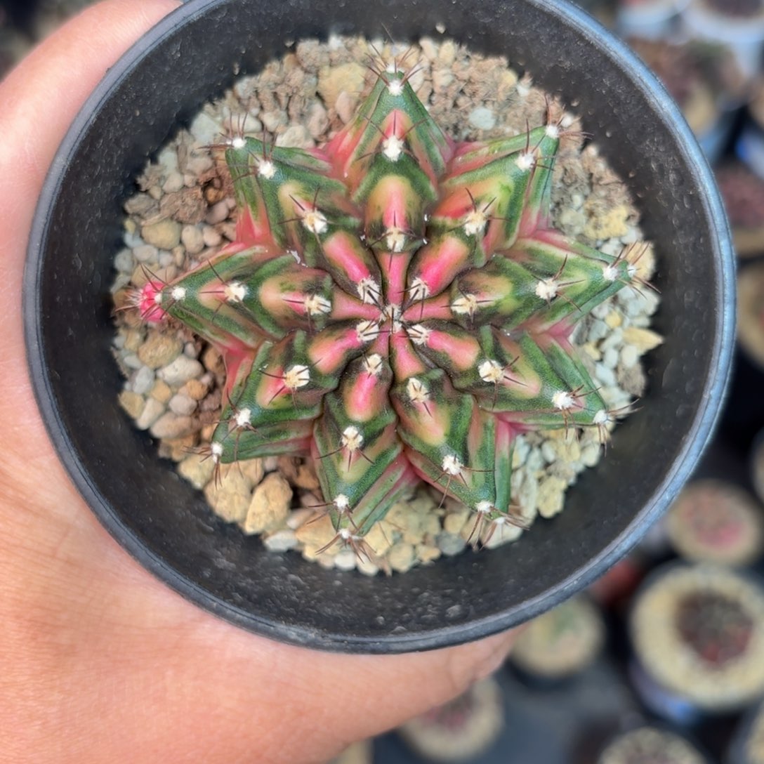 泰系实生米哈仙人球31