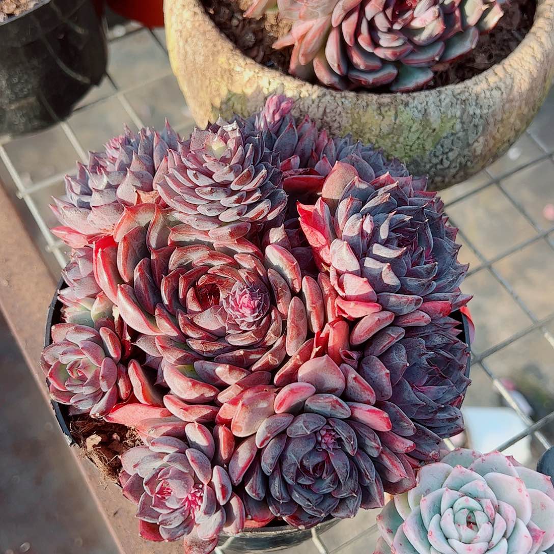 蓝色妖姬多头群生精品