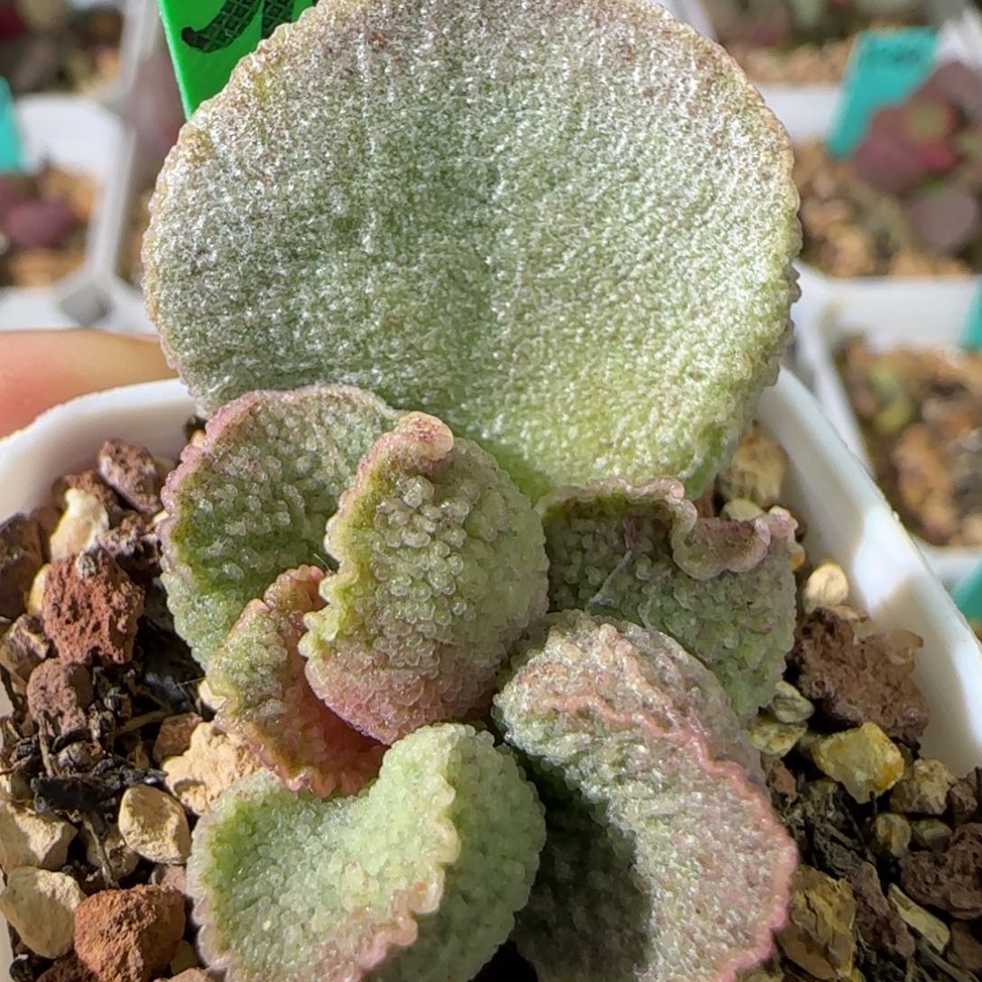 编号376大叶插，四方盆发