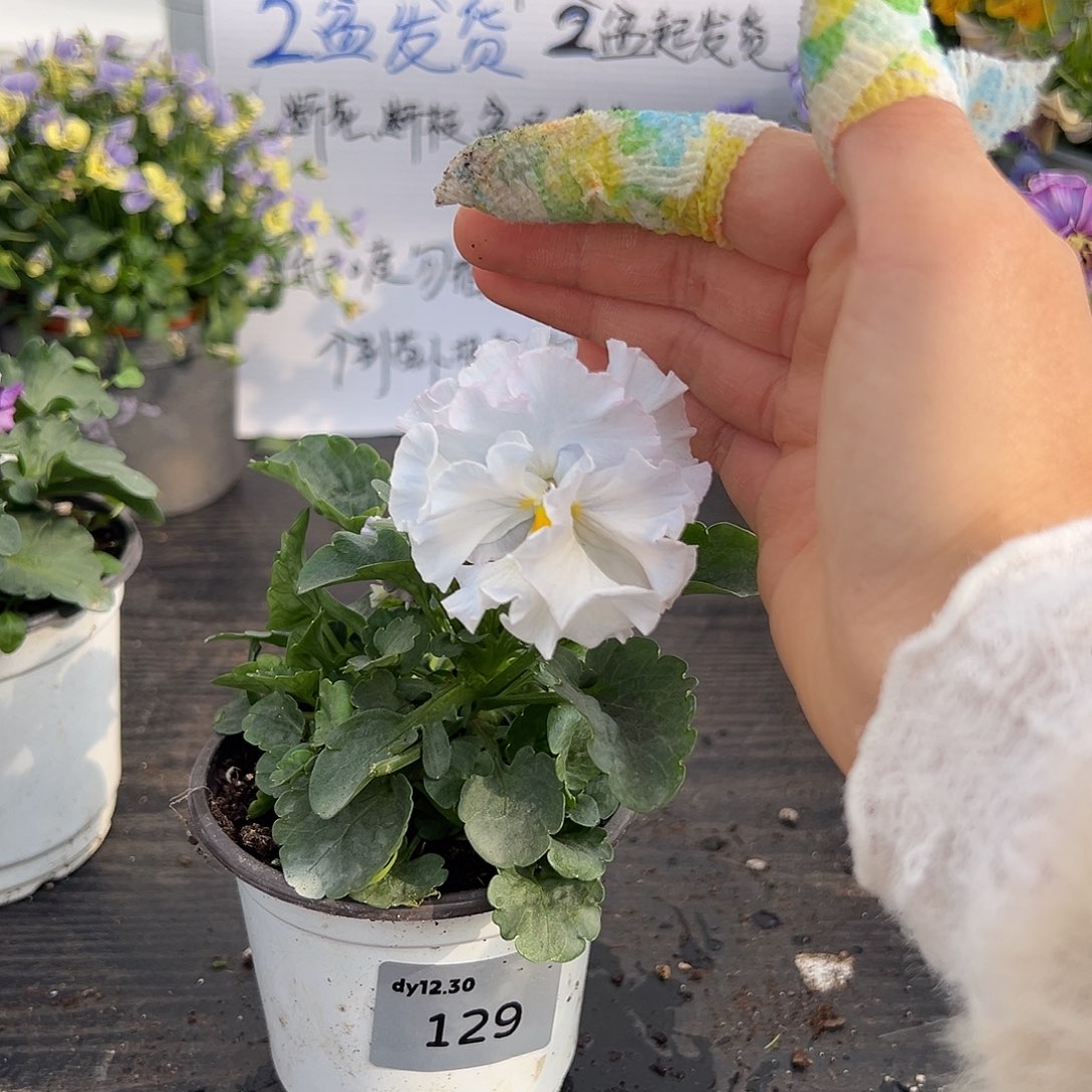 当前无花朵，栽培后可花朵129号兔兔裙