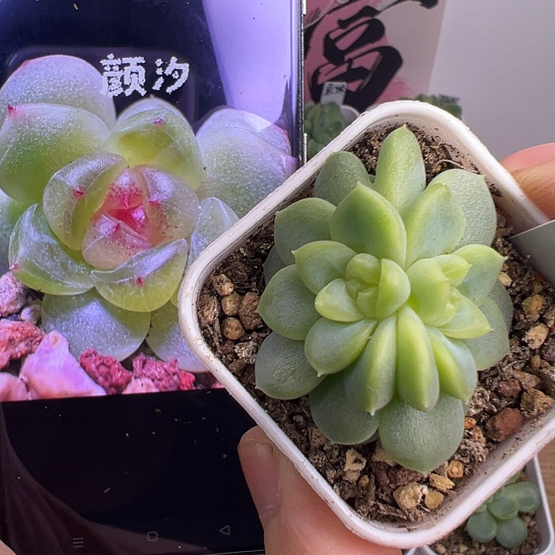 颜汐。            