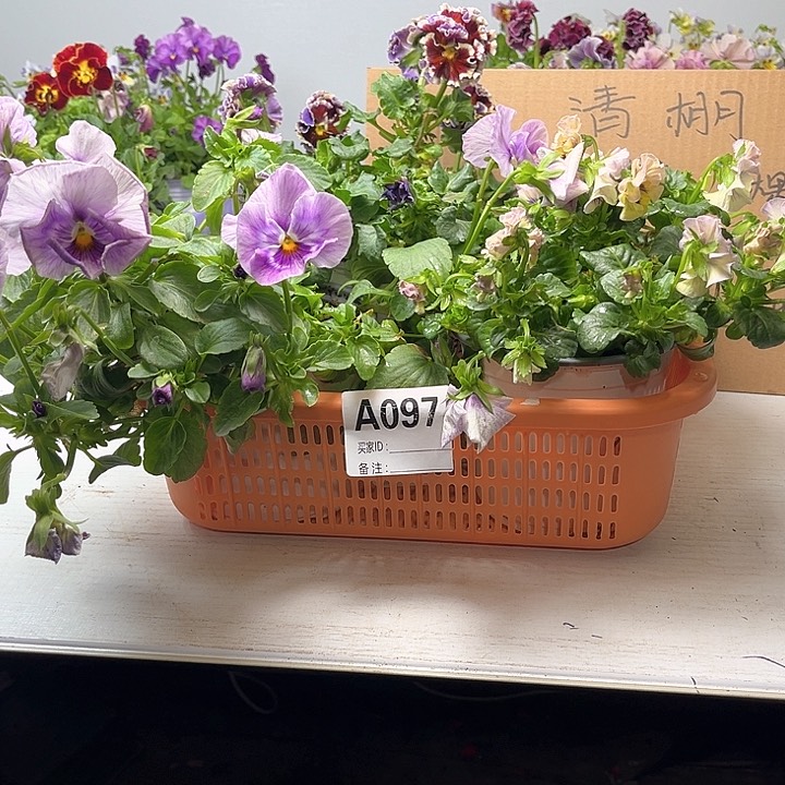 97号大盆角堇3棵清棚