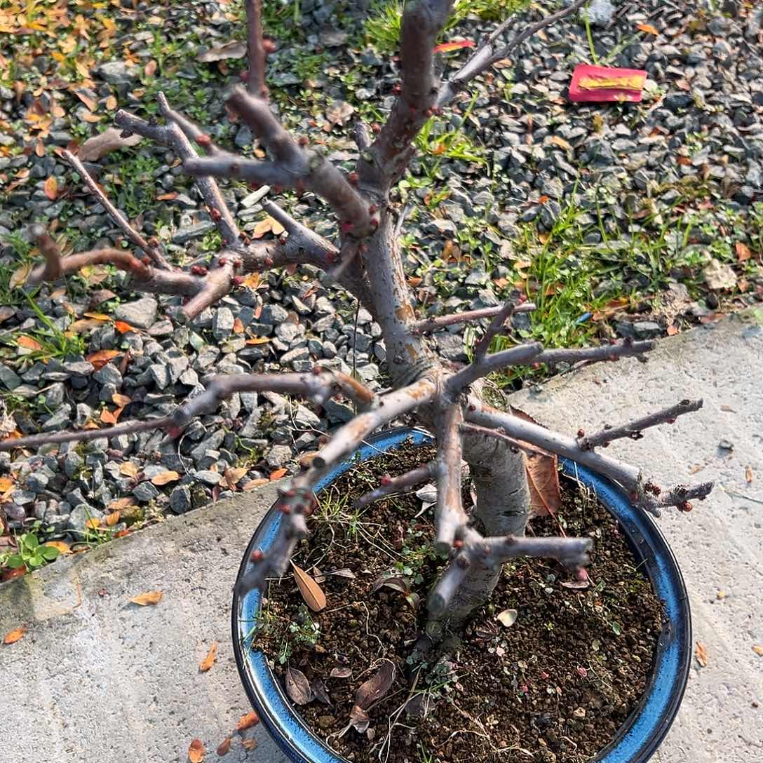 马***慧无花朵盆景皋月东阳锦6661