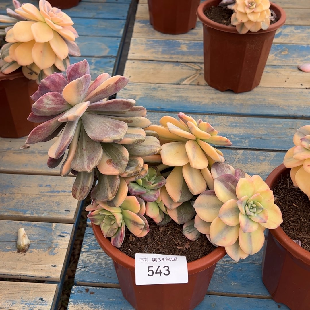 543紫乐锦老桩多肉植物