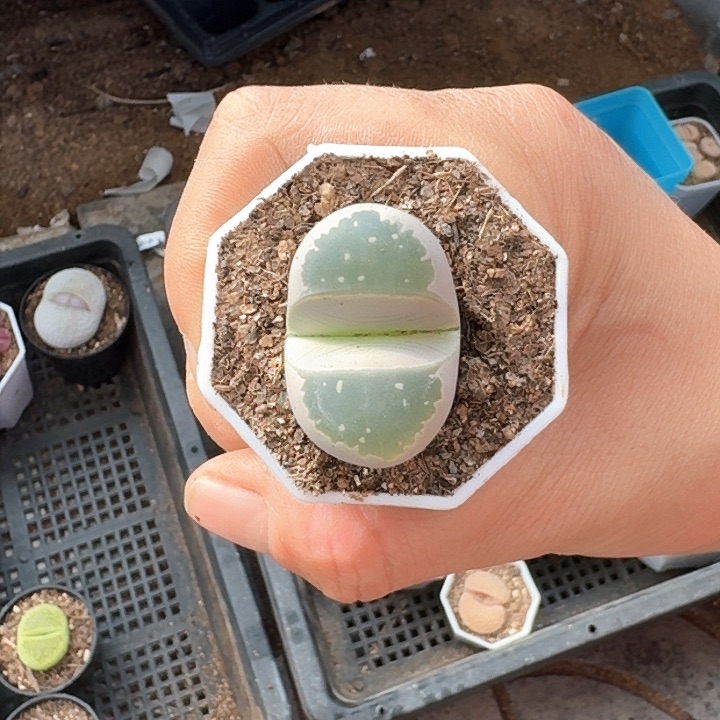 生石花1111。    61