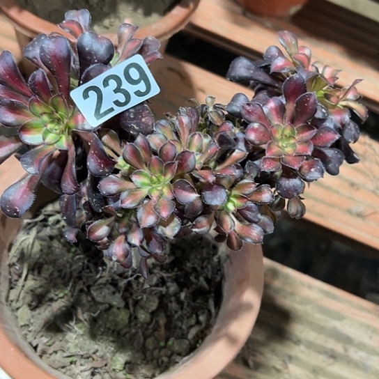 用***2一颗多肉那时 239