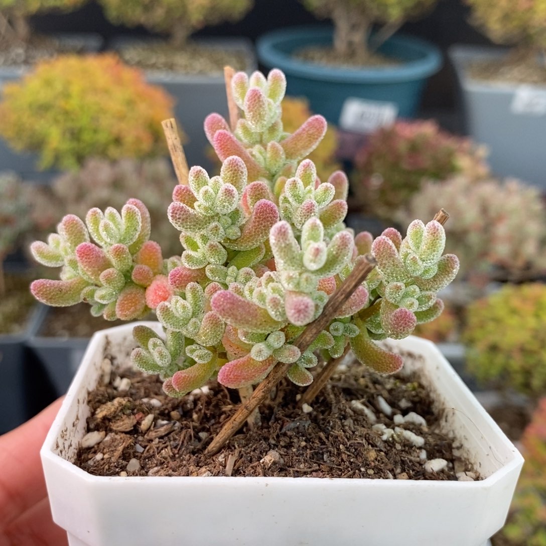 绯***_1293冰晶 。       