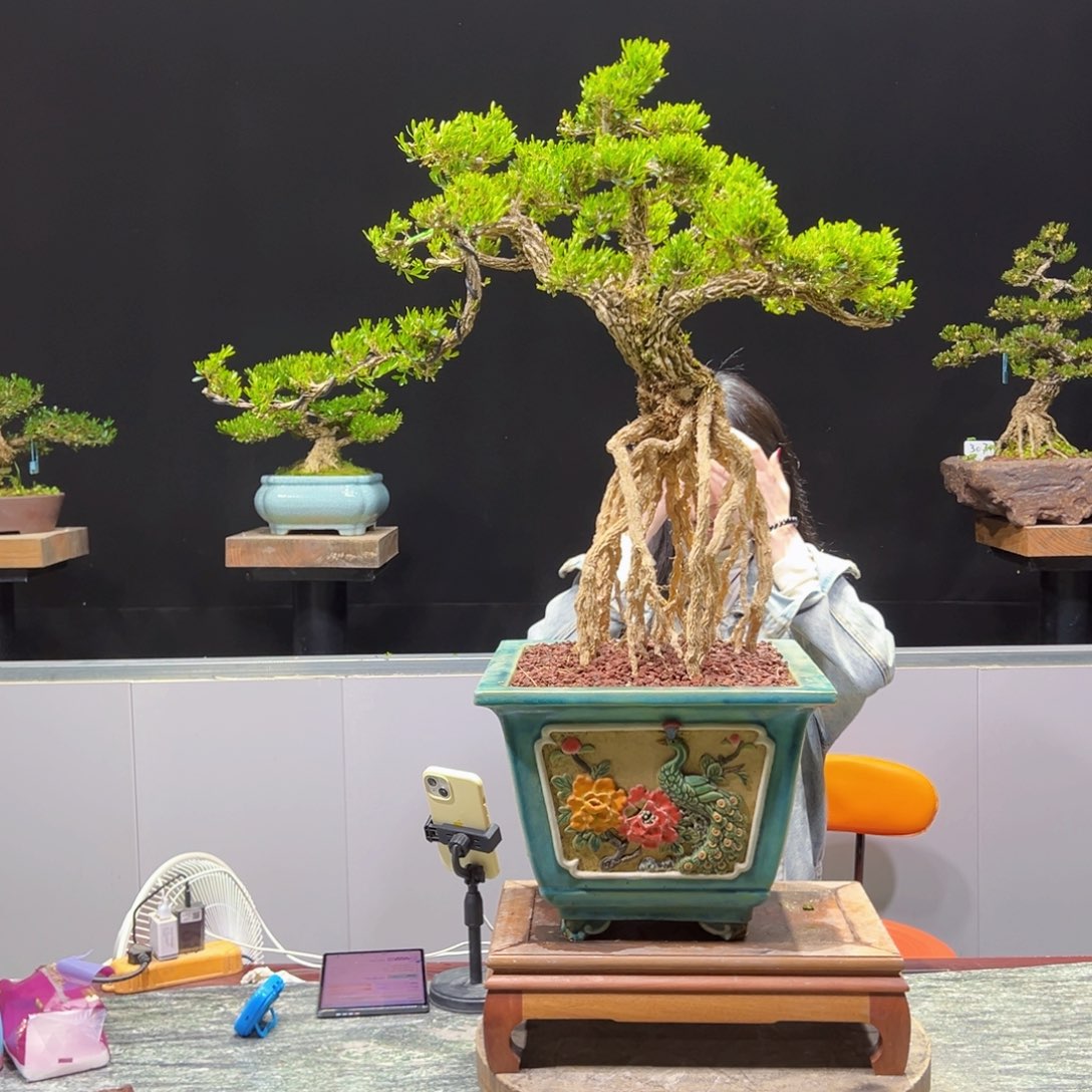 黄杨盆景老桩四季常青