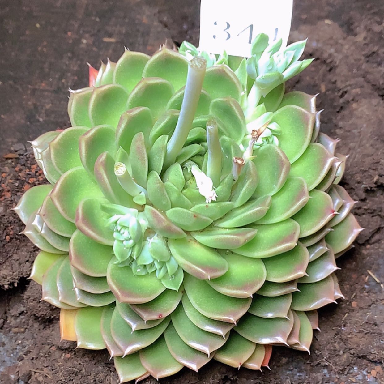 【闪购商品】云344