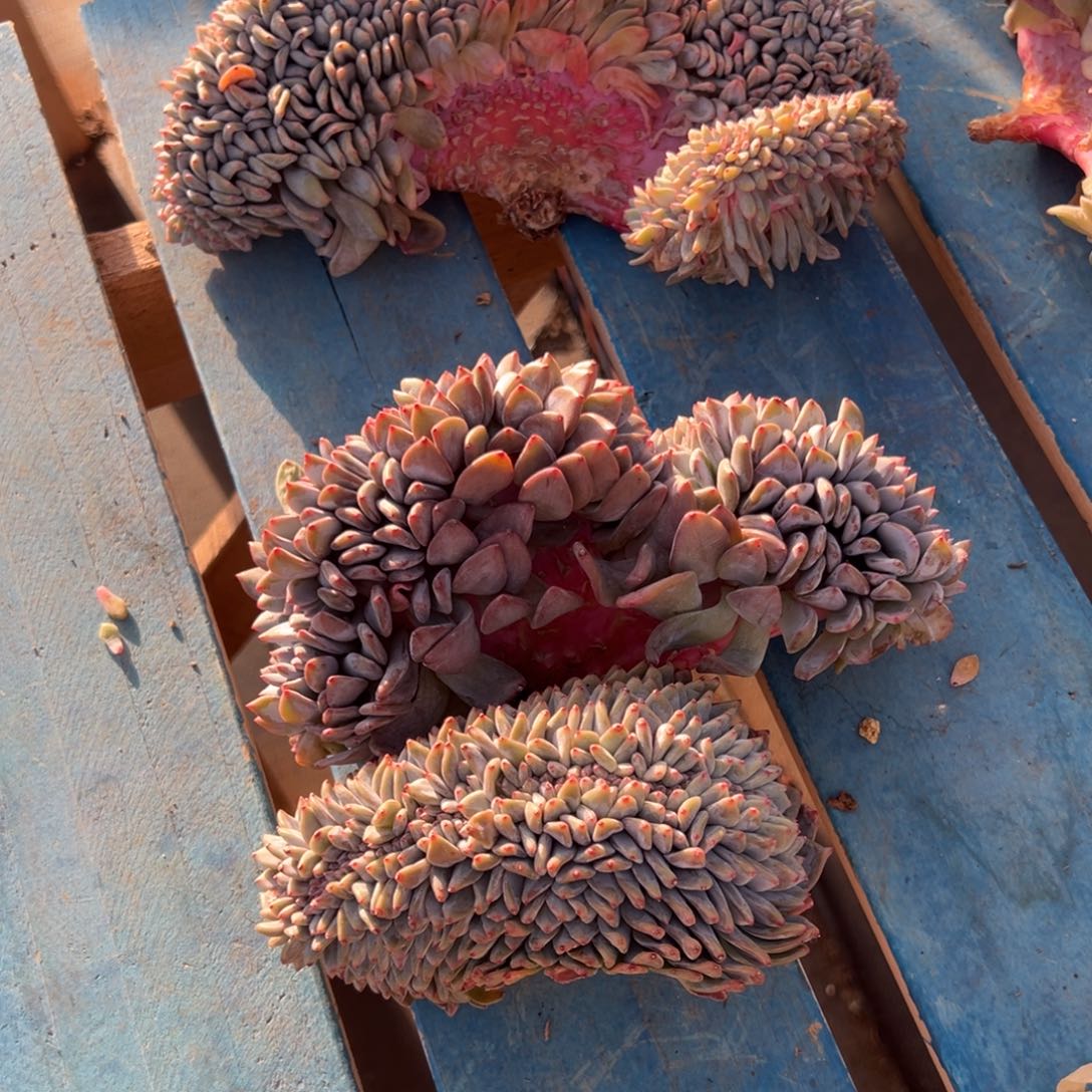 S***e缀化小树朵朵呀呀呀呀呀呀呀呀