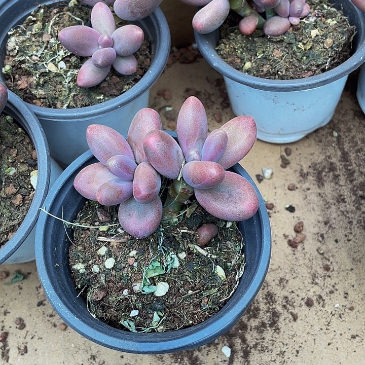 90盆大双头糖果美人