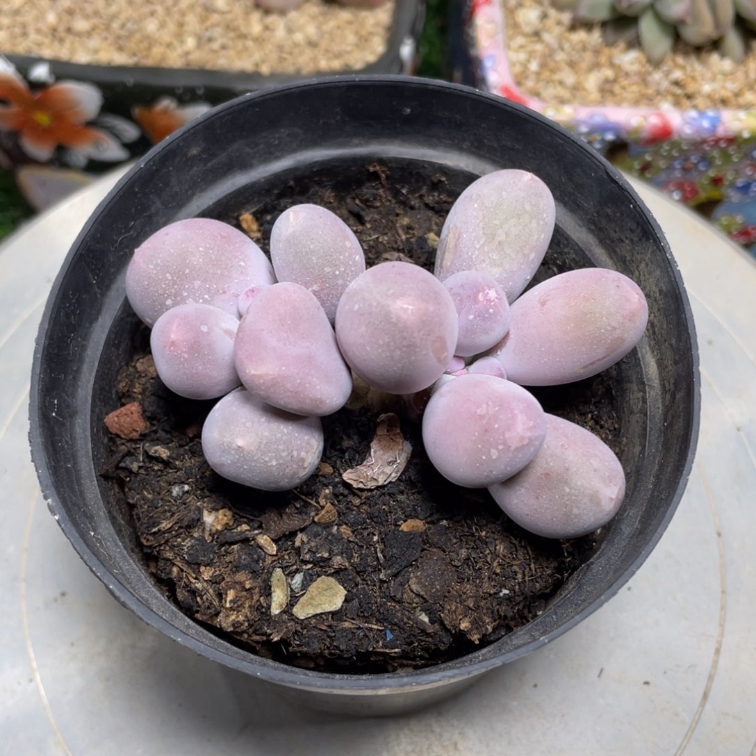 米可奶酪多肉植物