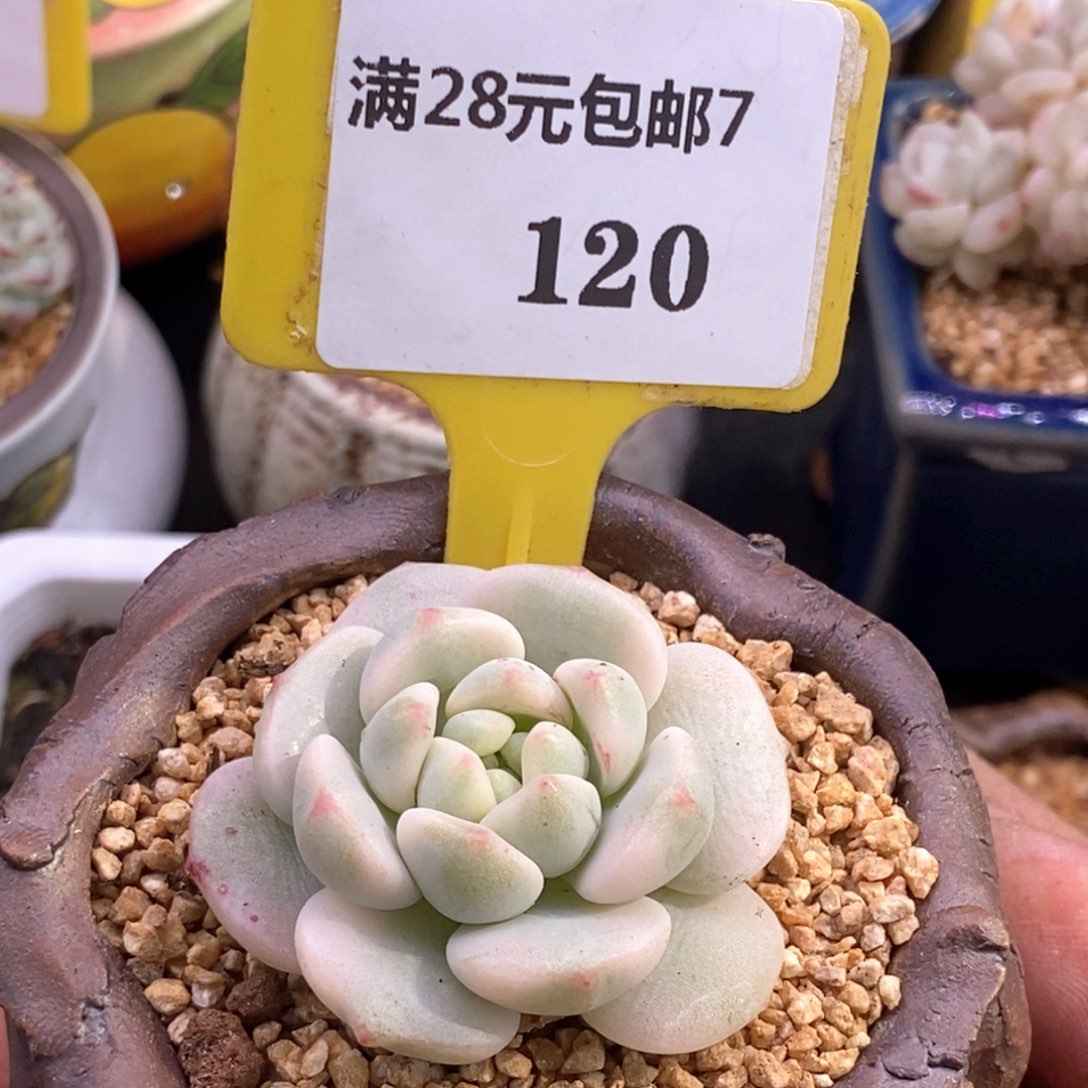 7120香草富轮锦多肉植物