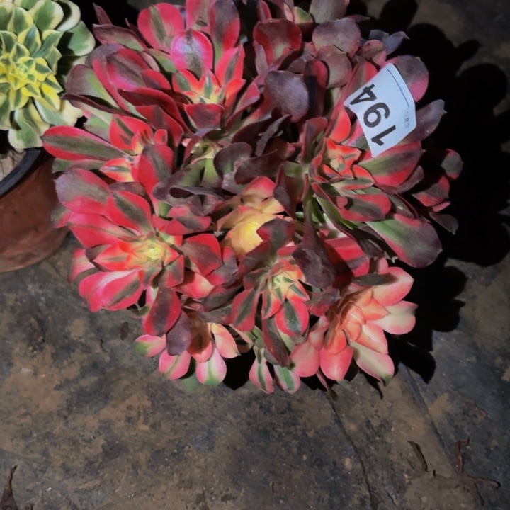 194红牡丹多肉植物不售后