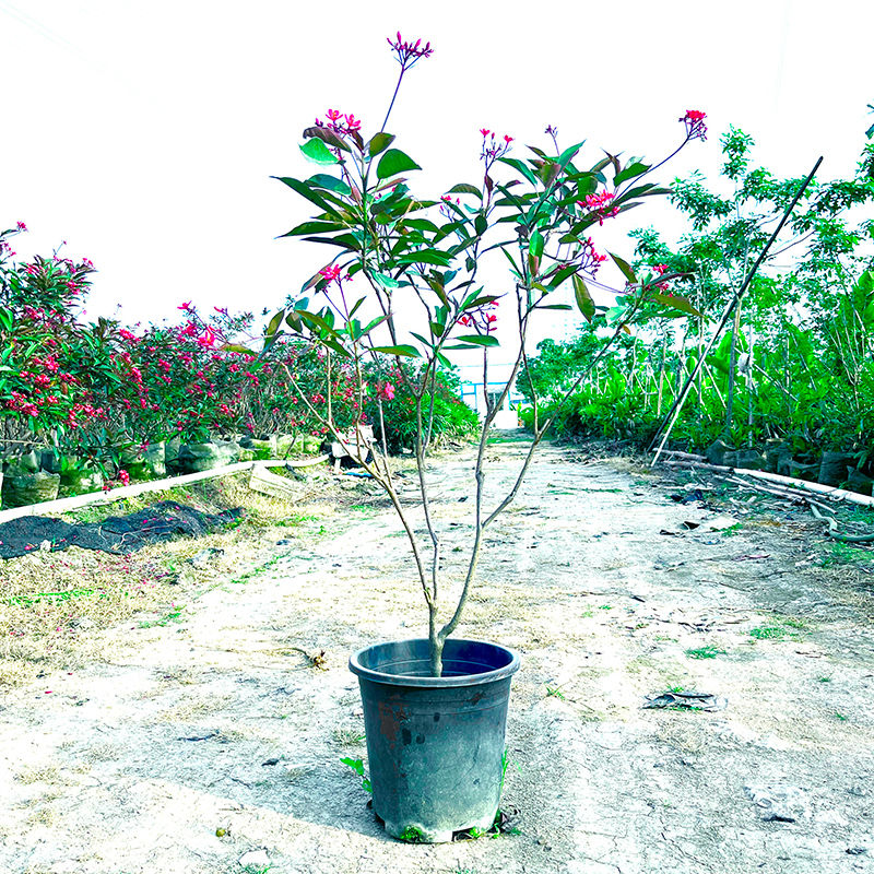琴叶珊瑚花卉绿植大型室内盆栽落地四季好养活阳台庭院造景高级感