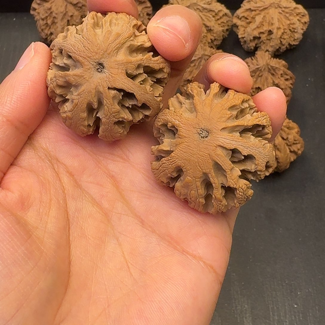 天***~核桃突突突突突突突突突突突