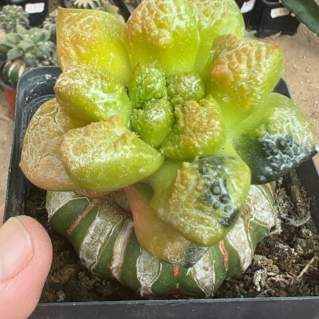 完全开放福利散班龟甲连山牡丹锦001