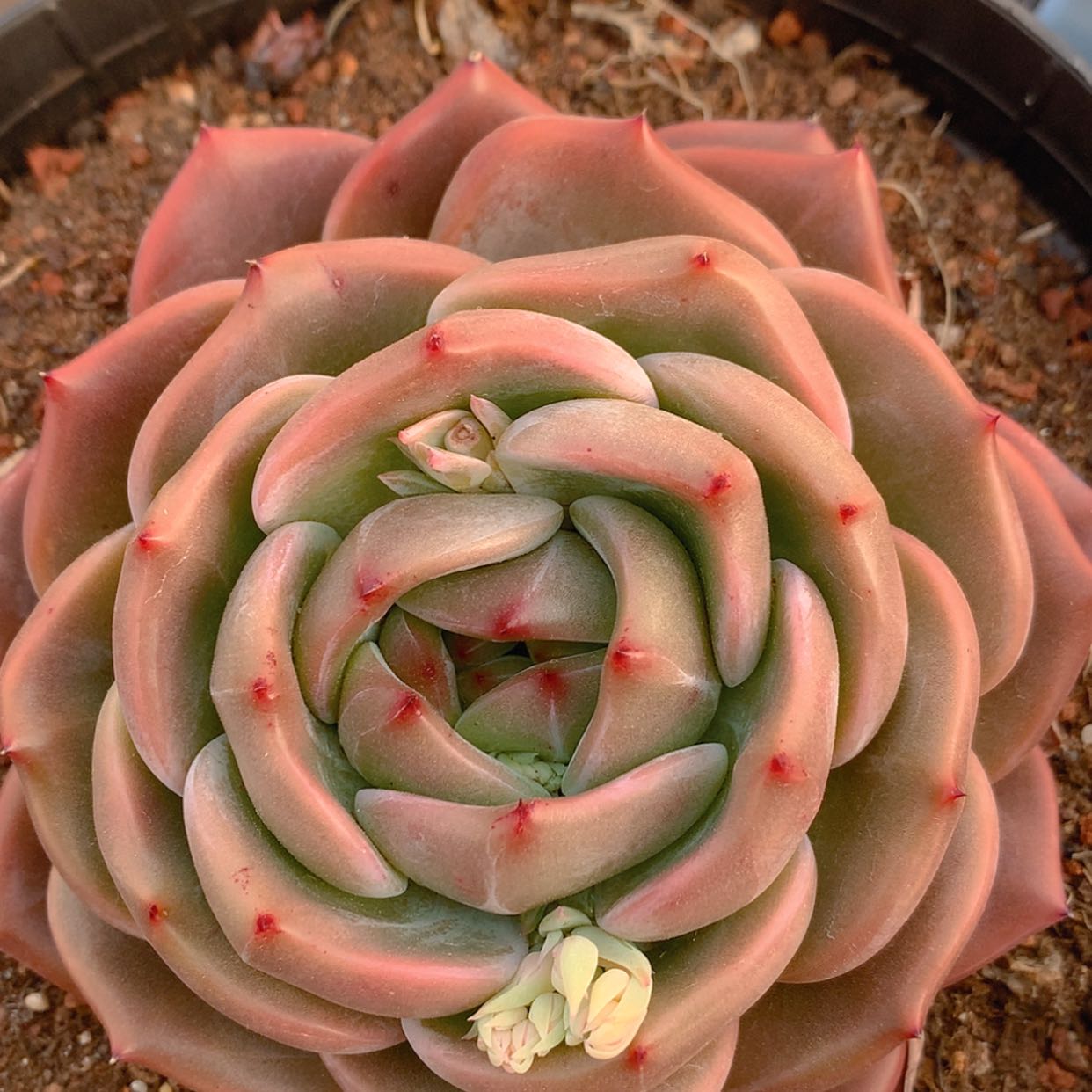 【闪购商品】云1842