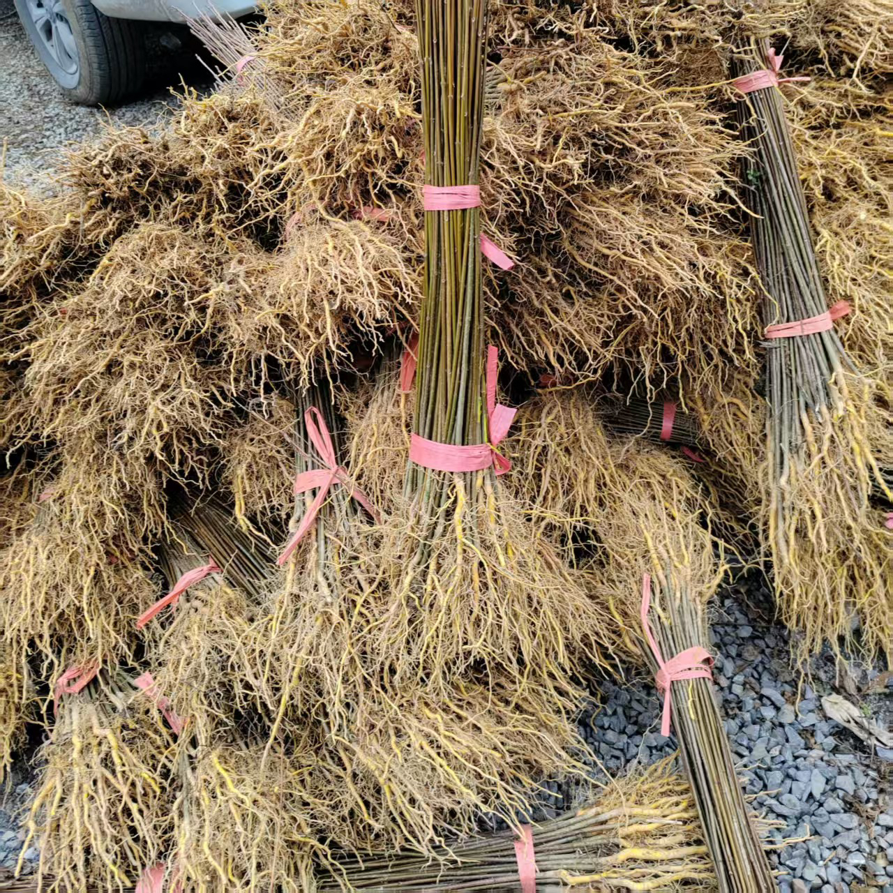 厚皮黄柏树苗川黄柏苗中药材苗可剥皮造林经济苗木基地直发