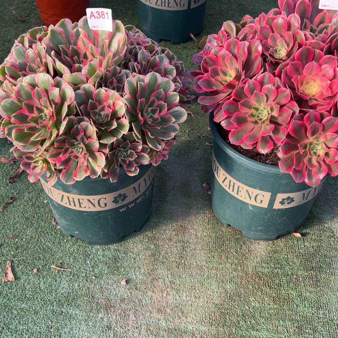 381，280，多肉植物法师