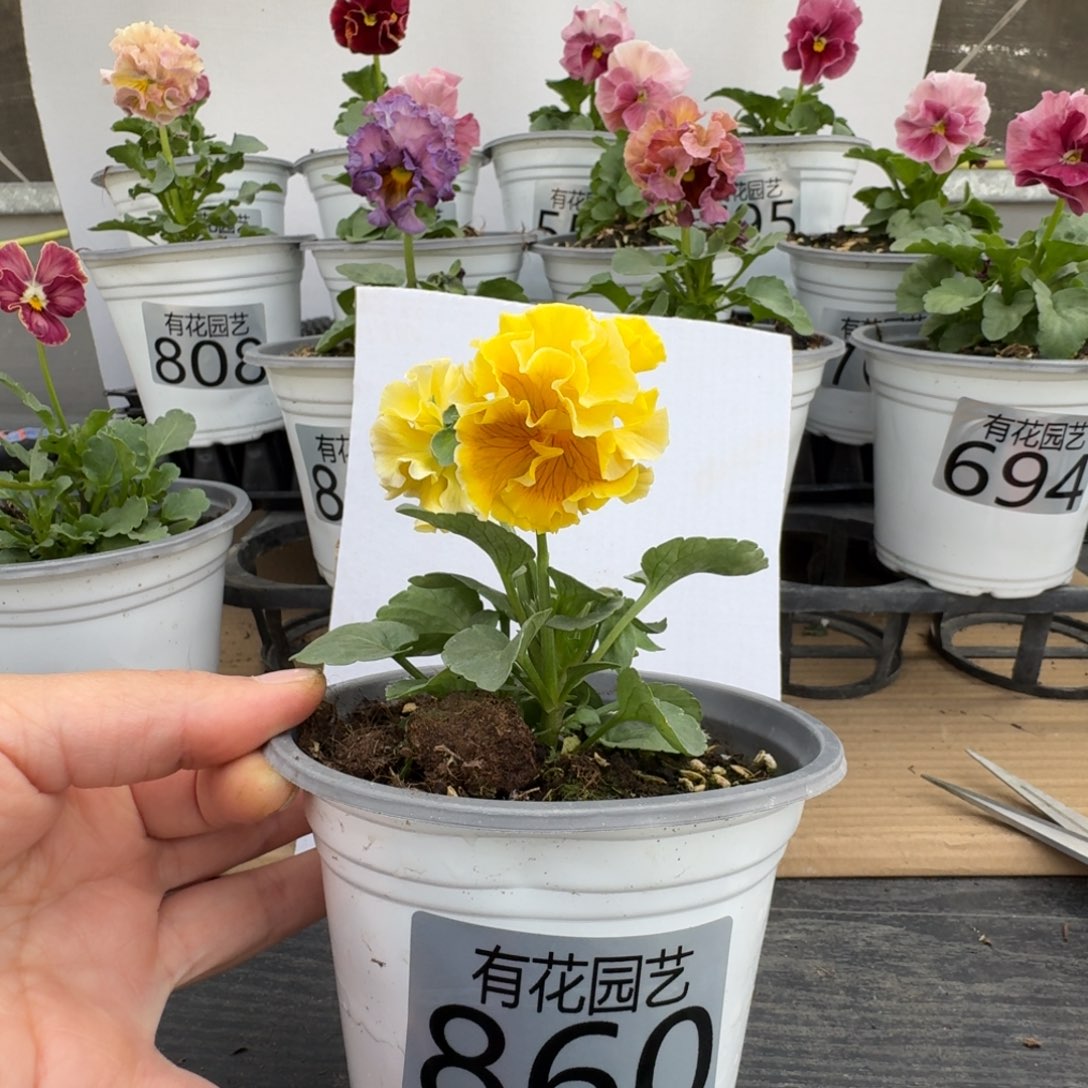 无花朵860号角堇