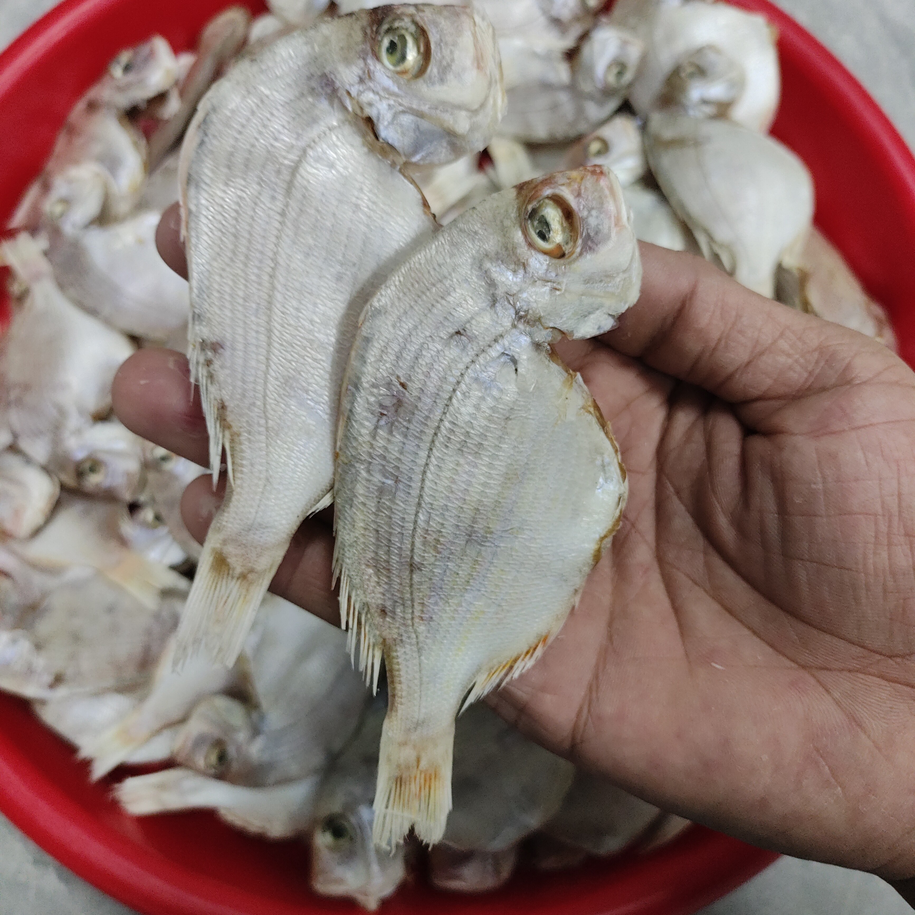 汕尾马宫本港小红立鱼干，小火煎油，一斤24条左右