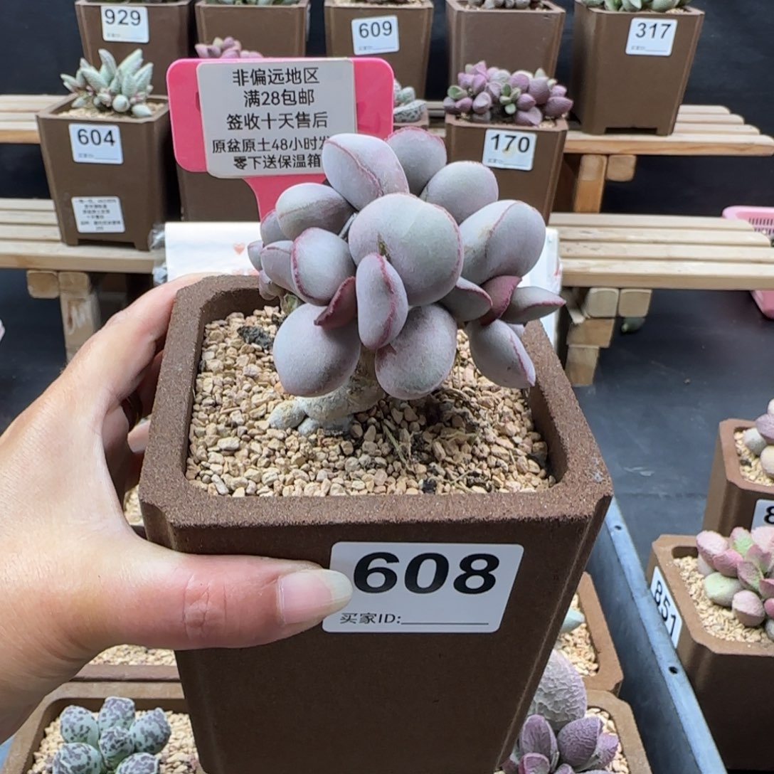 ****奇608白肌红蛋多肉植物