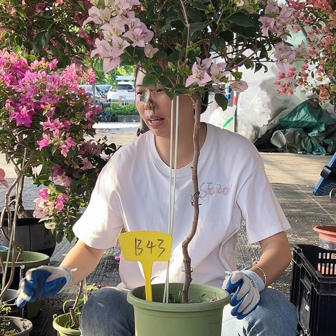 (***脸大部分花苞少量开放B43苹果花