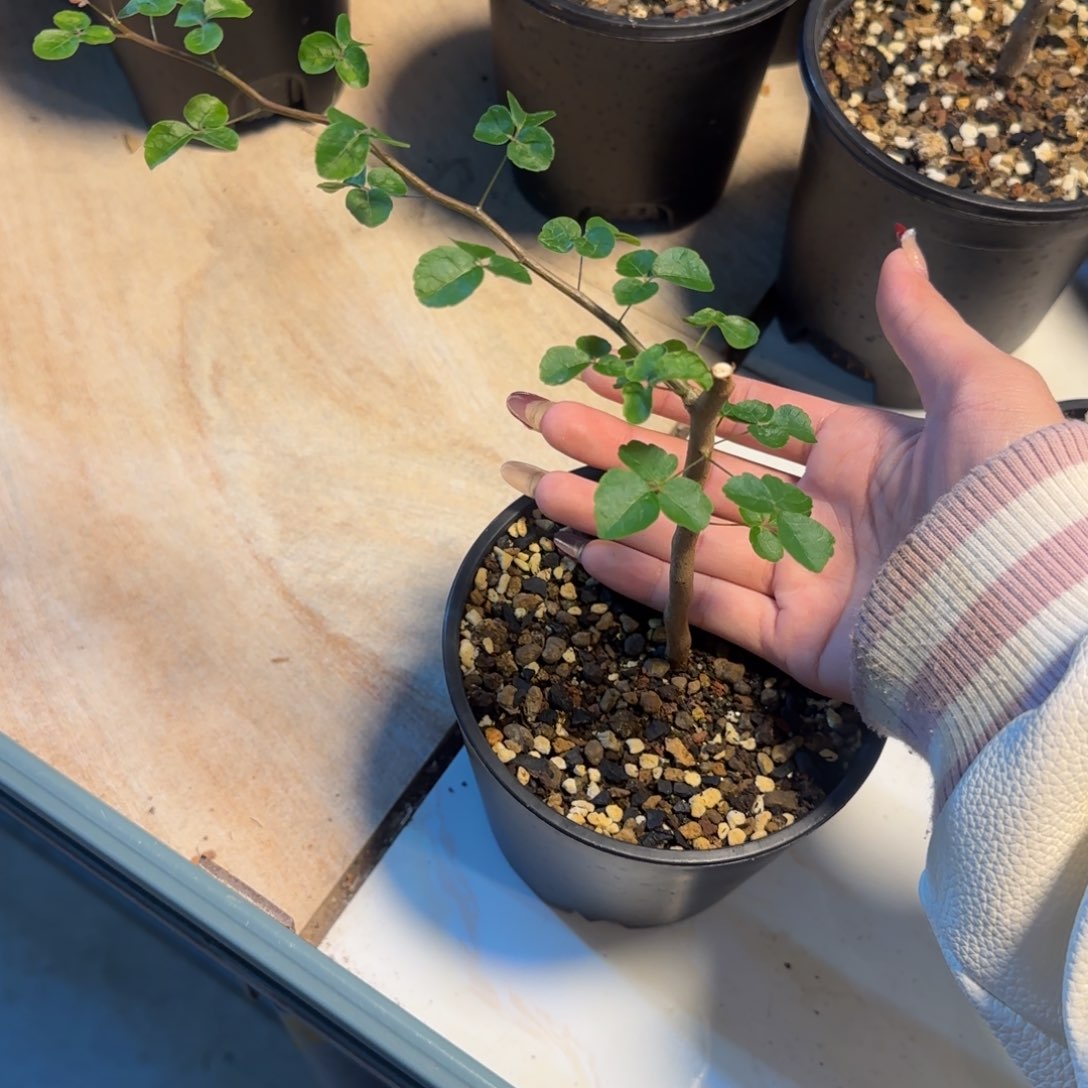 波叶没药扦插扦插