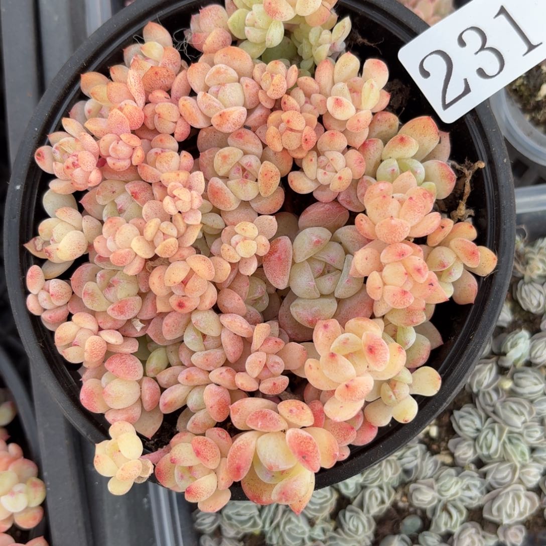 多肉植物多肉植物231