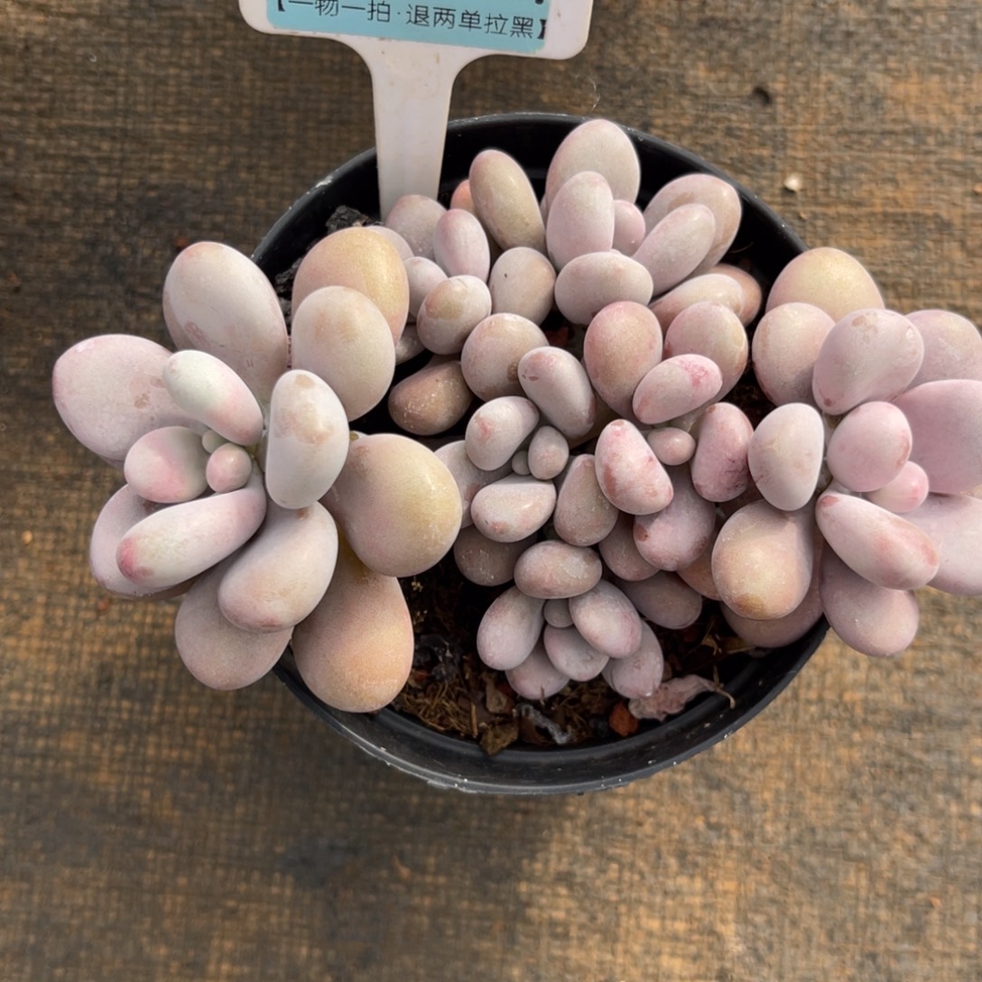 云尘多肉一物一拍1604