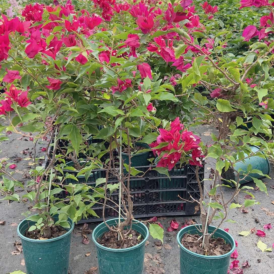 大部分开放少量花苞酒红桑巴一棵