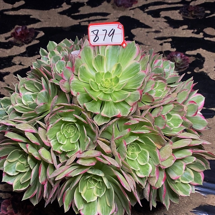 水蜜桃老桩捧花879号链接