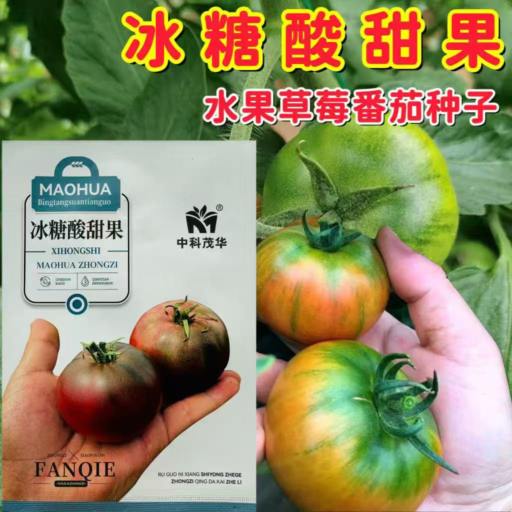 冰糖酸甜果番茄种子早熟高产无限生长型西红柿种籽粉红番茄种籽孑