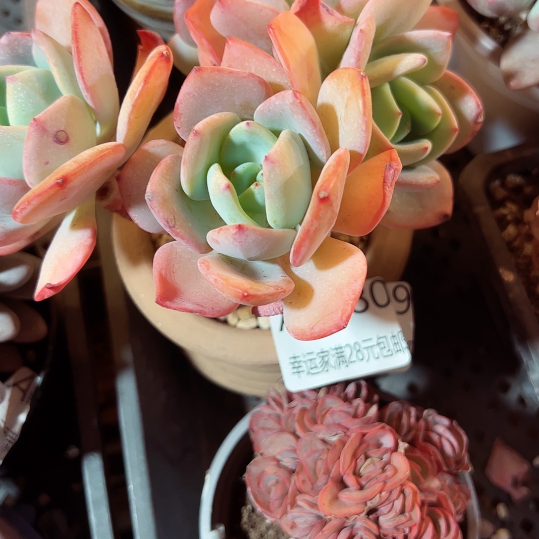 幸运的是我的朋友们