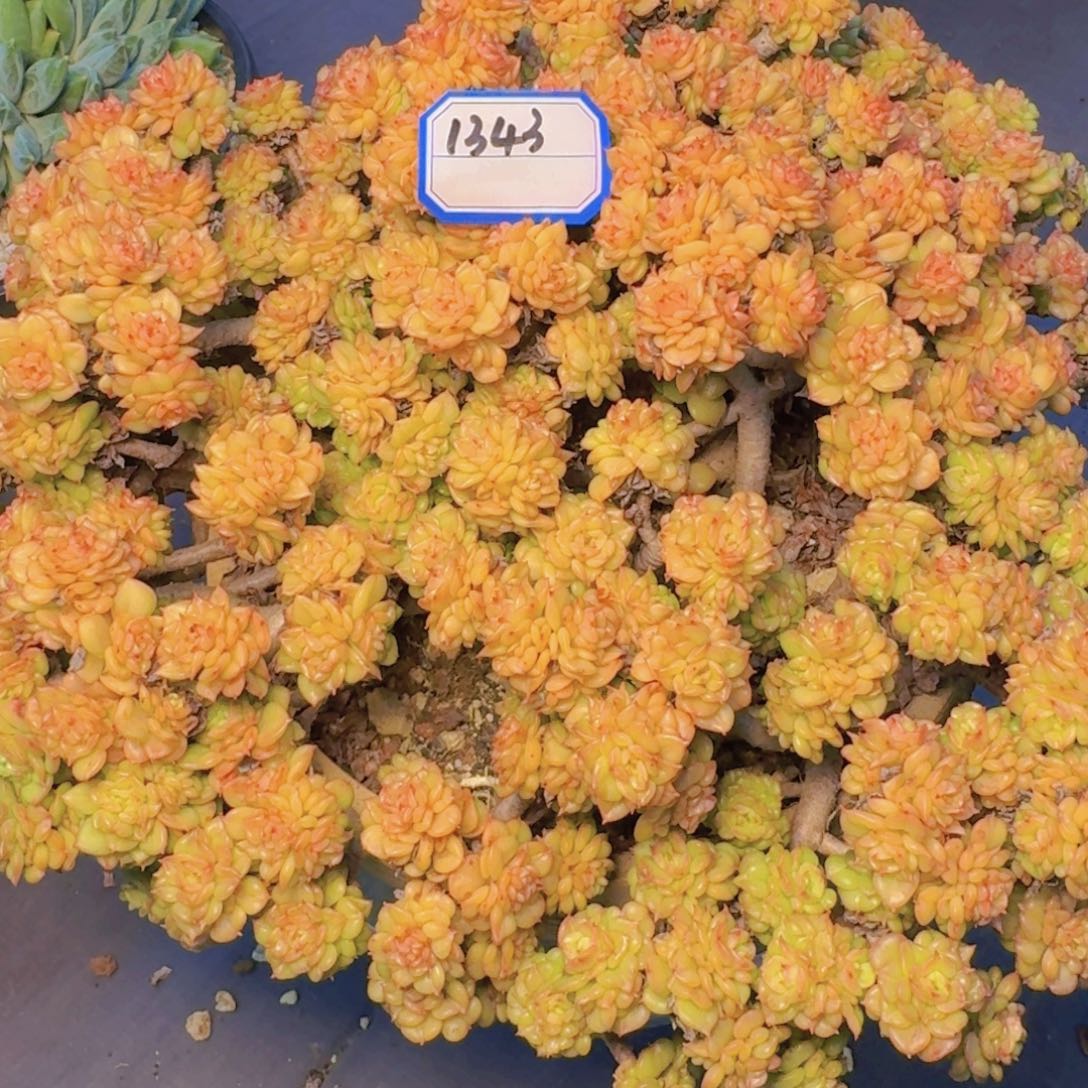 1343腊牡丹凡艺多肉