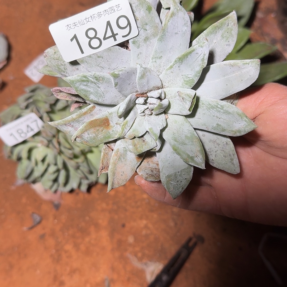 3代杂交仙女杯多肉福利瑕疵处理