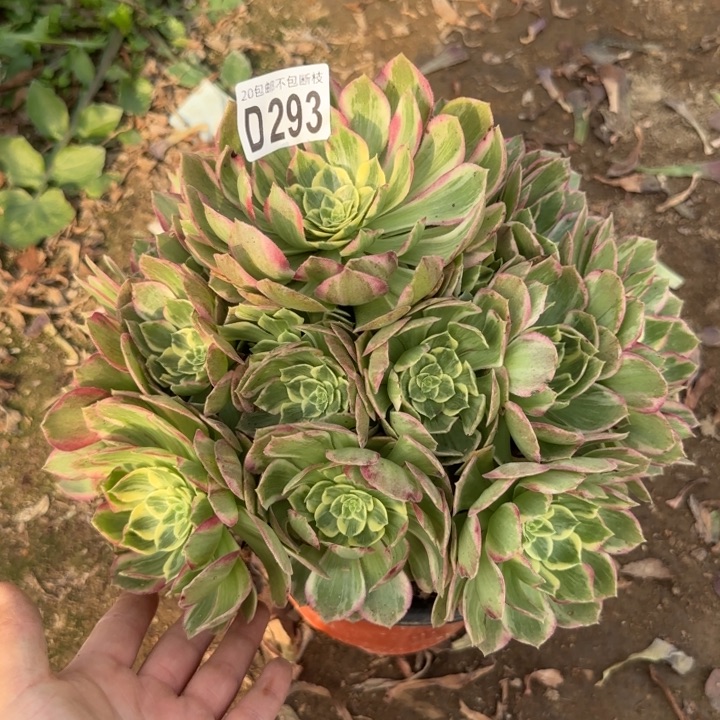 水蜜桃……多肉植物……