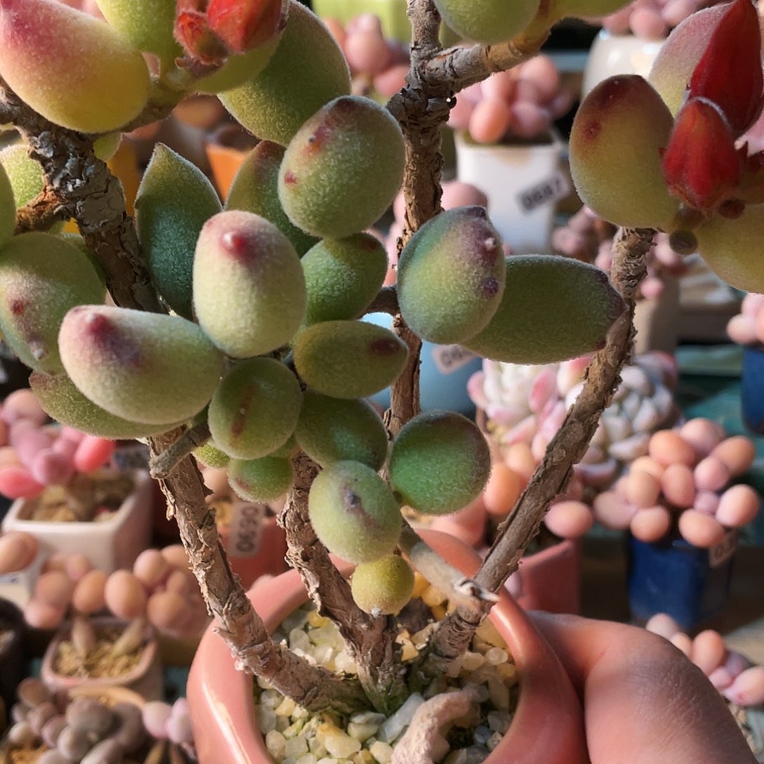 M***夏多肉植物的生长发育和生长发育等方面的研究工作取得