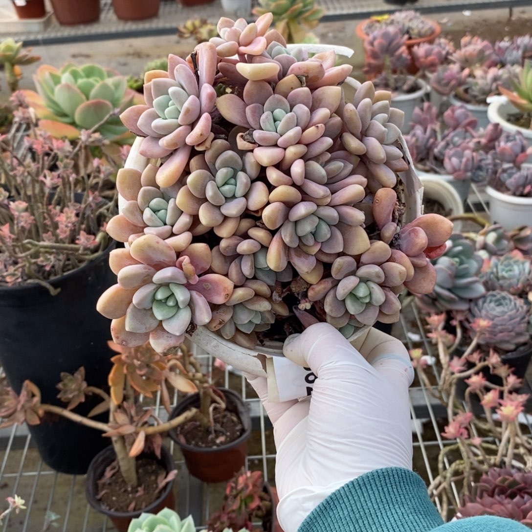 662克洛伊一物一拍