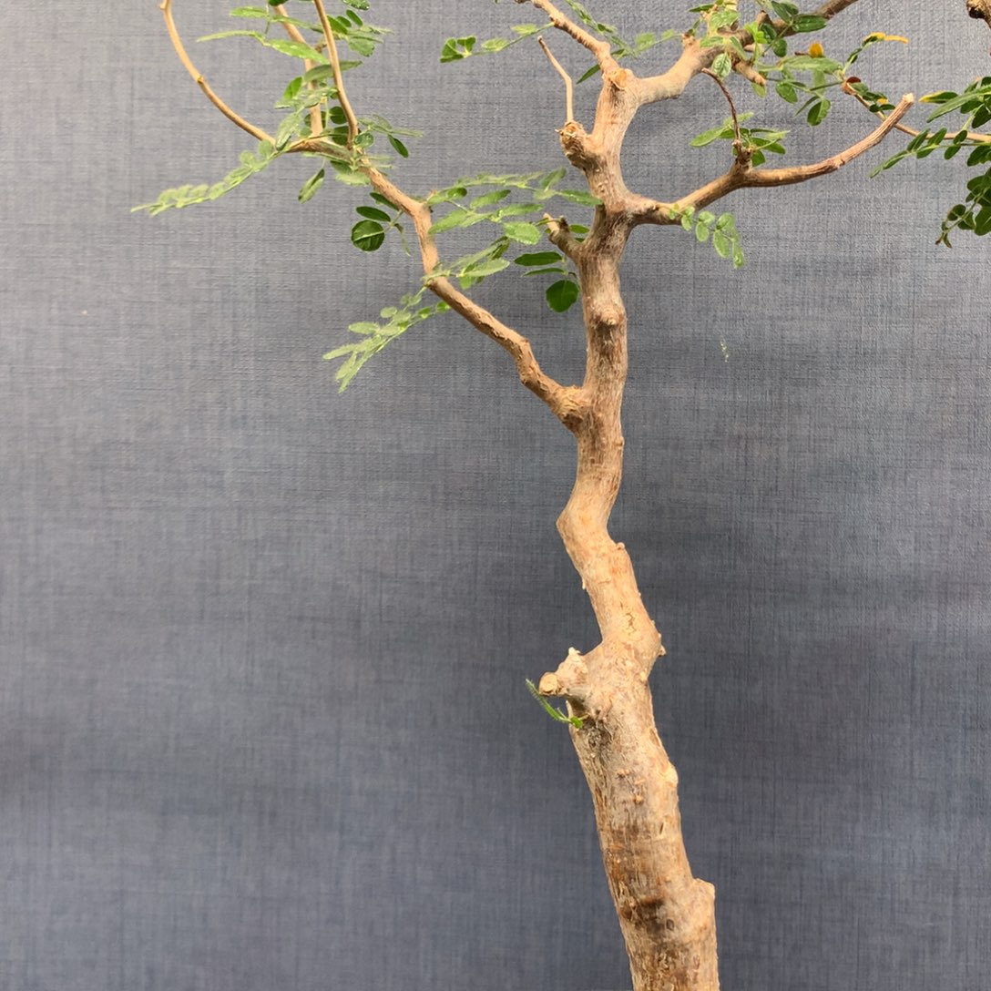 滔天橄榄产地熟桩