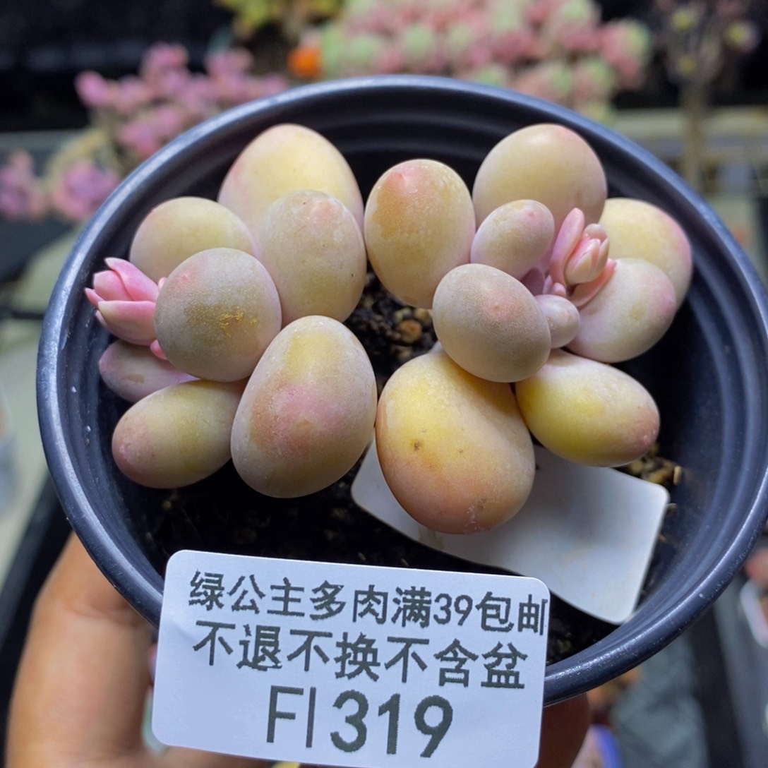 319蛋黄奶多肉8c m