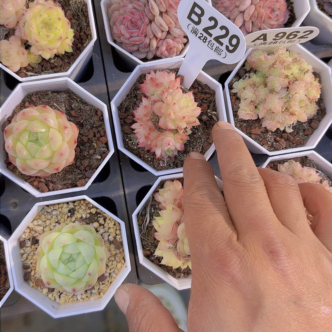 ?**iB229麦秆一物一拍