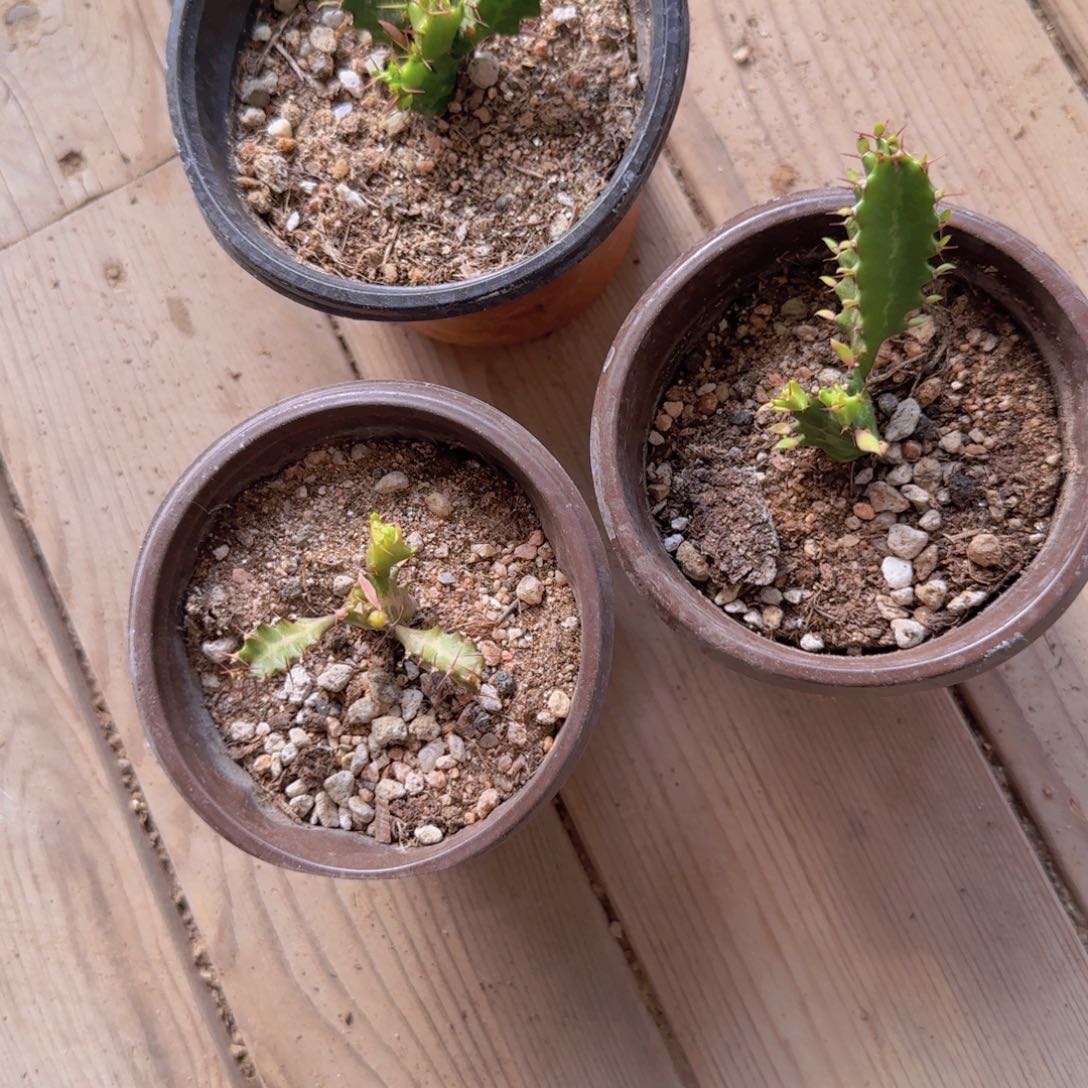 块根植物块根植物