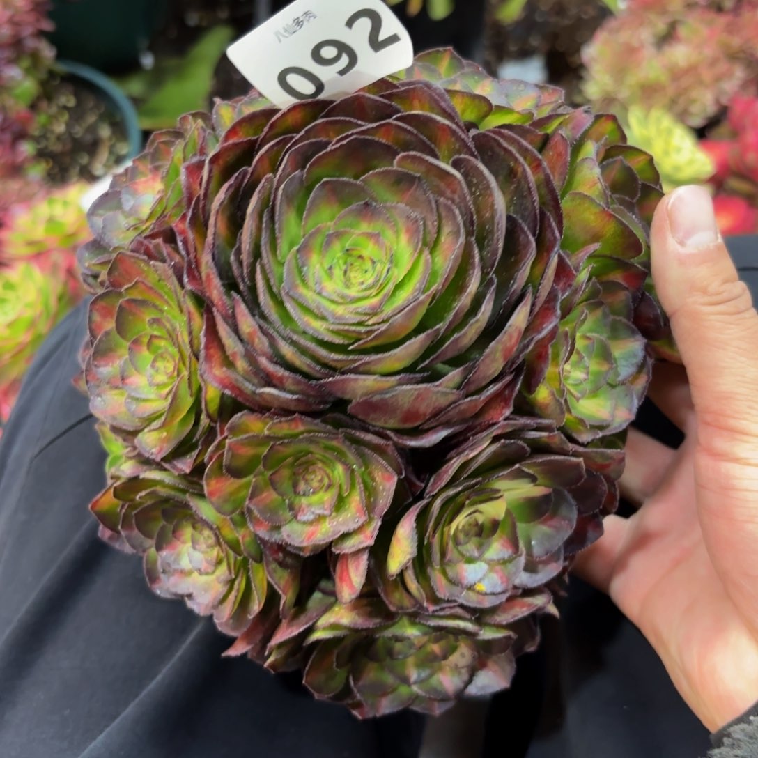 092多肉植物海王七彩无根