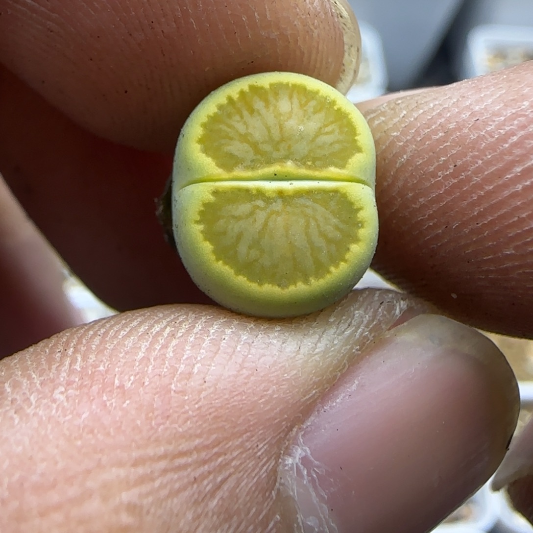 601 生石花大棚直播