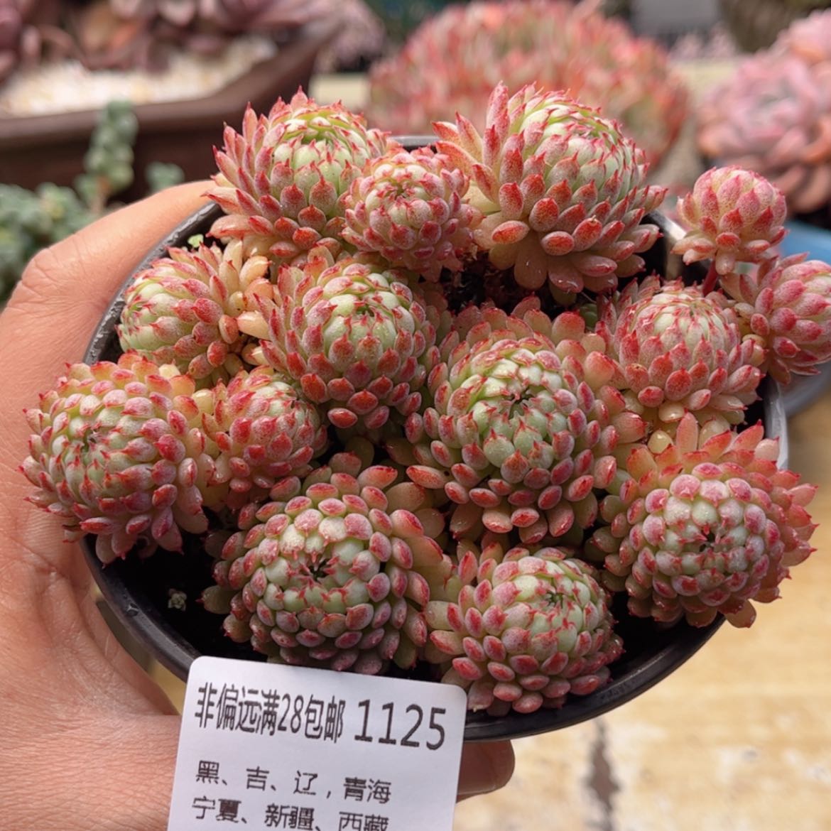 【闪购商品】1125小红船