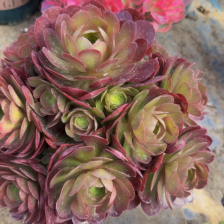 精品红心沙拉碗捧花亏本福利