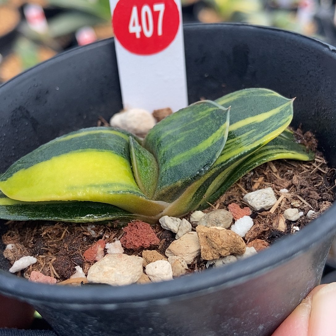 407卧牛实生锦带盆发货