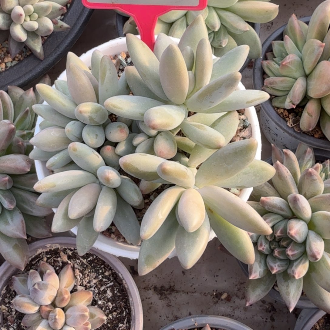 多肉植物白兰地265